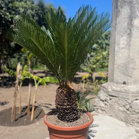 Tenuta La Torre * Tropea